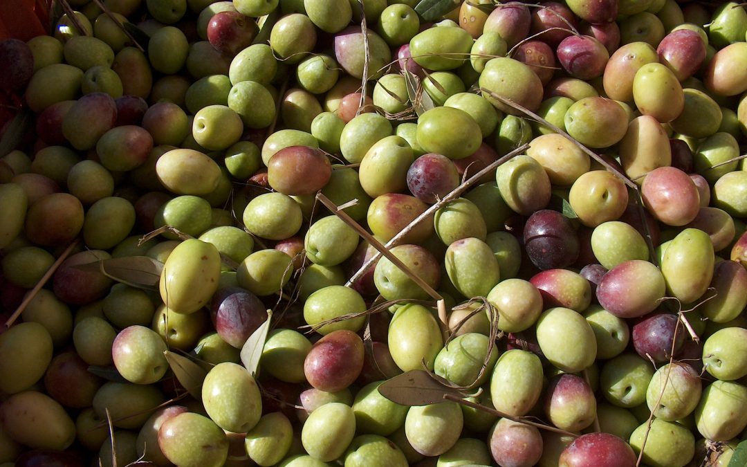 Olio EVO di Sardegna (Olio extra vergine di oliva sardo) – il disciplinare