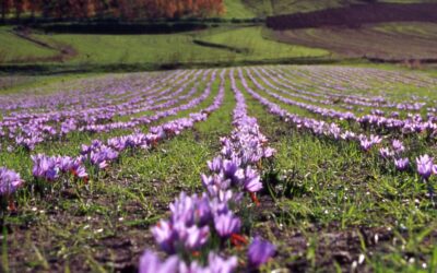 Zafferano Bio della famiglia Picchedda