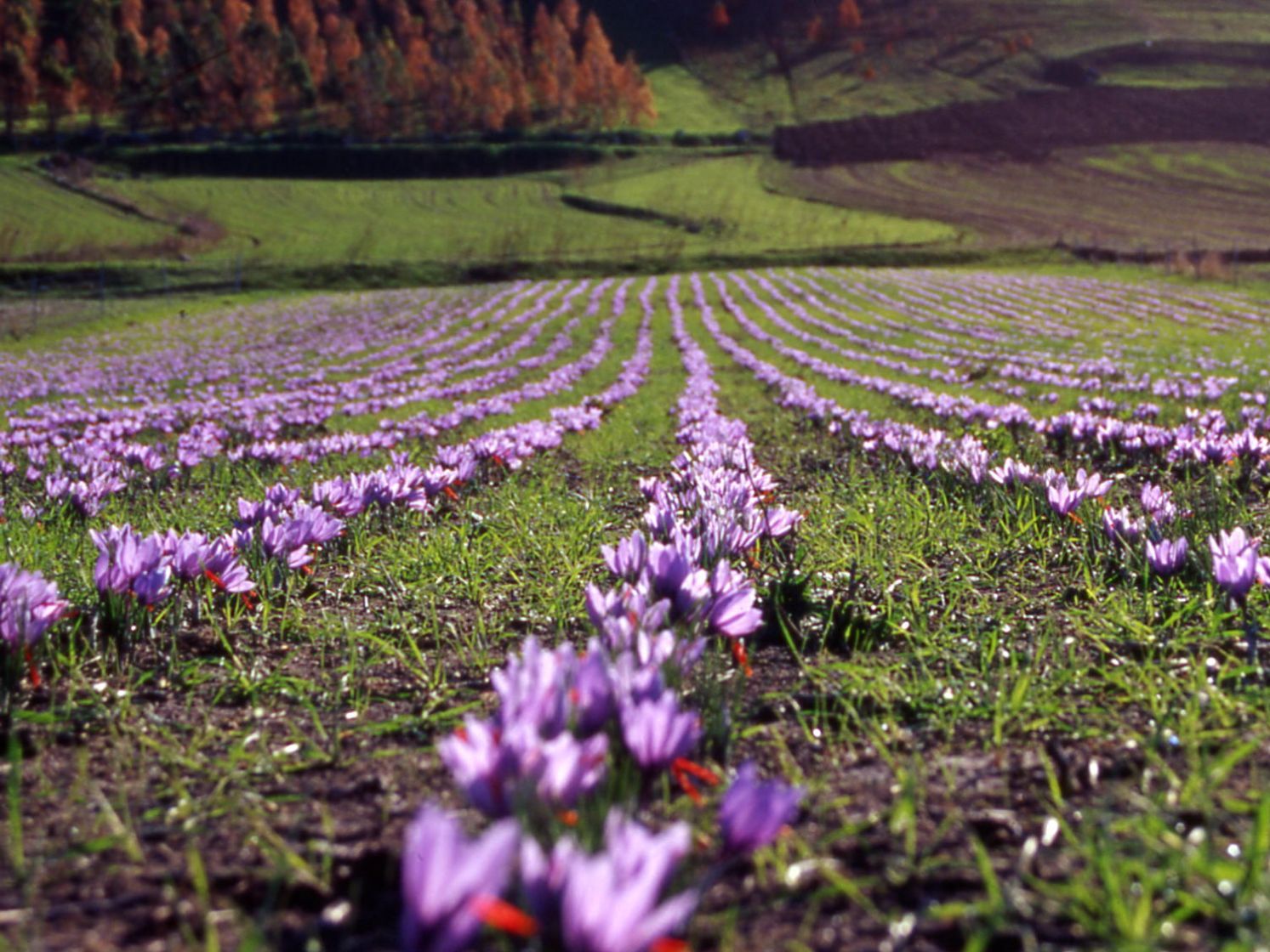 Itria home 2 Itria home 4 fiori zafferano