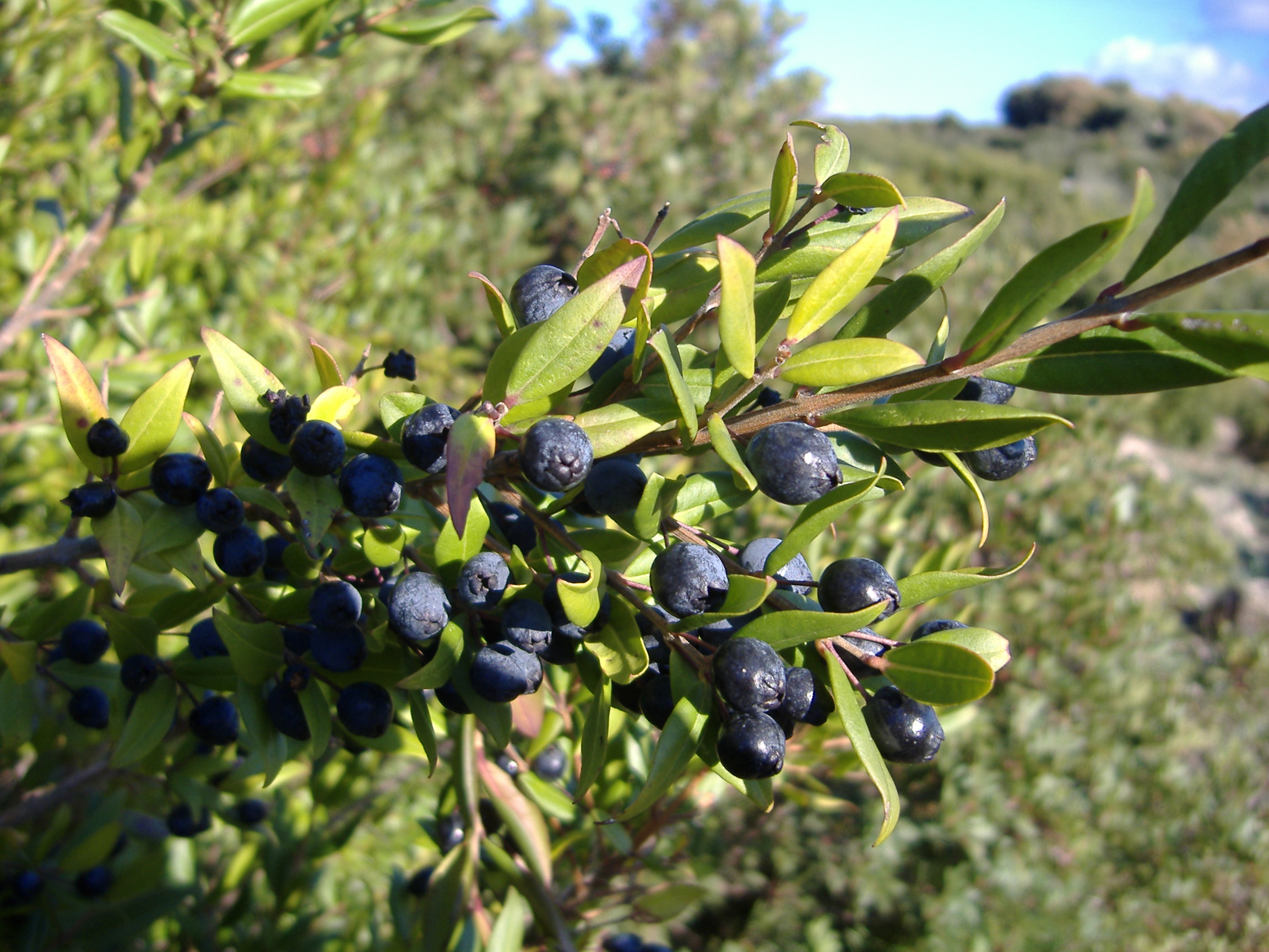 Itria home 3 mirto Itria home 3 mirto