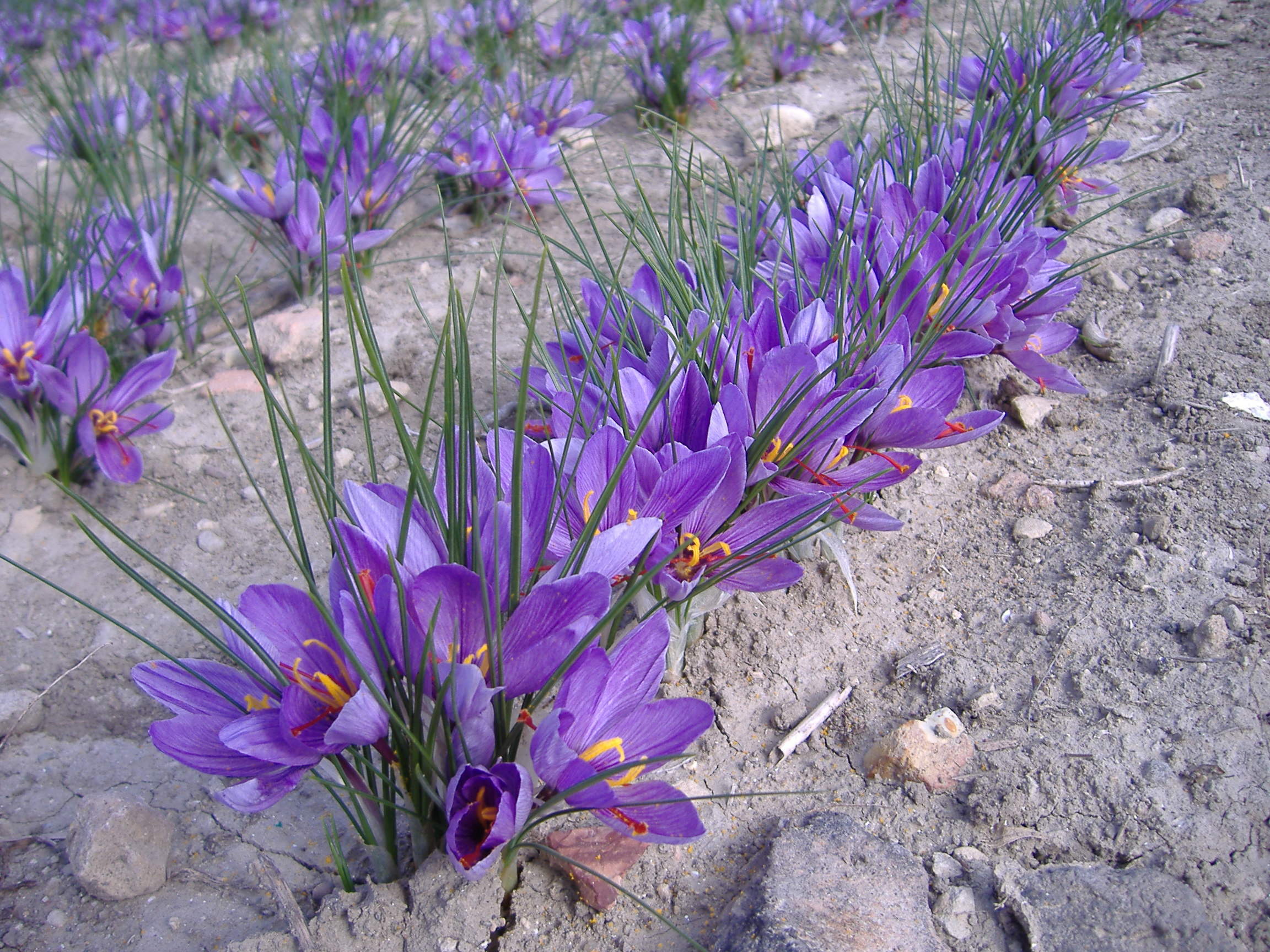 Itria home 4 fiori zafferano Itria home 4 fiori zafferano