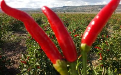 Peperoncino biologico italiano