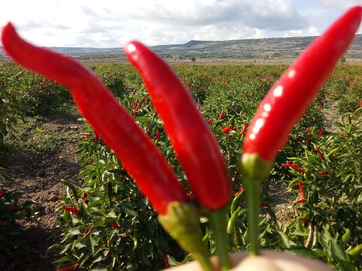 pEPERONCINO bIO pEPERONCINO bIO
