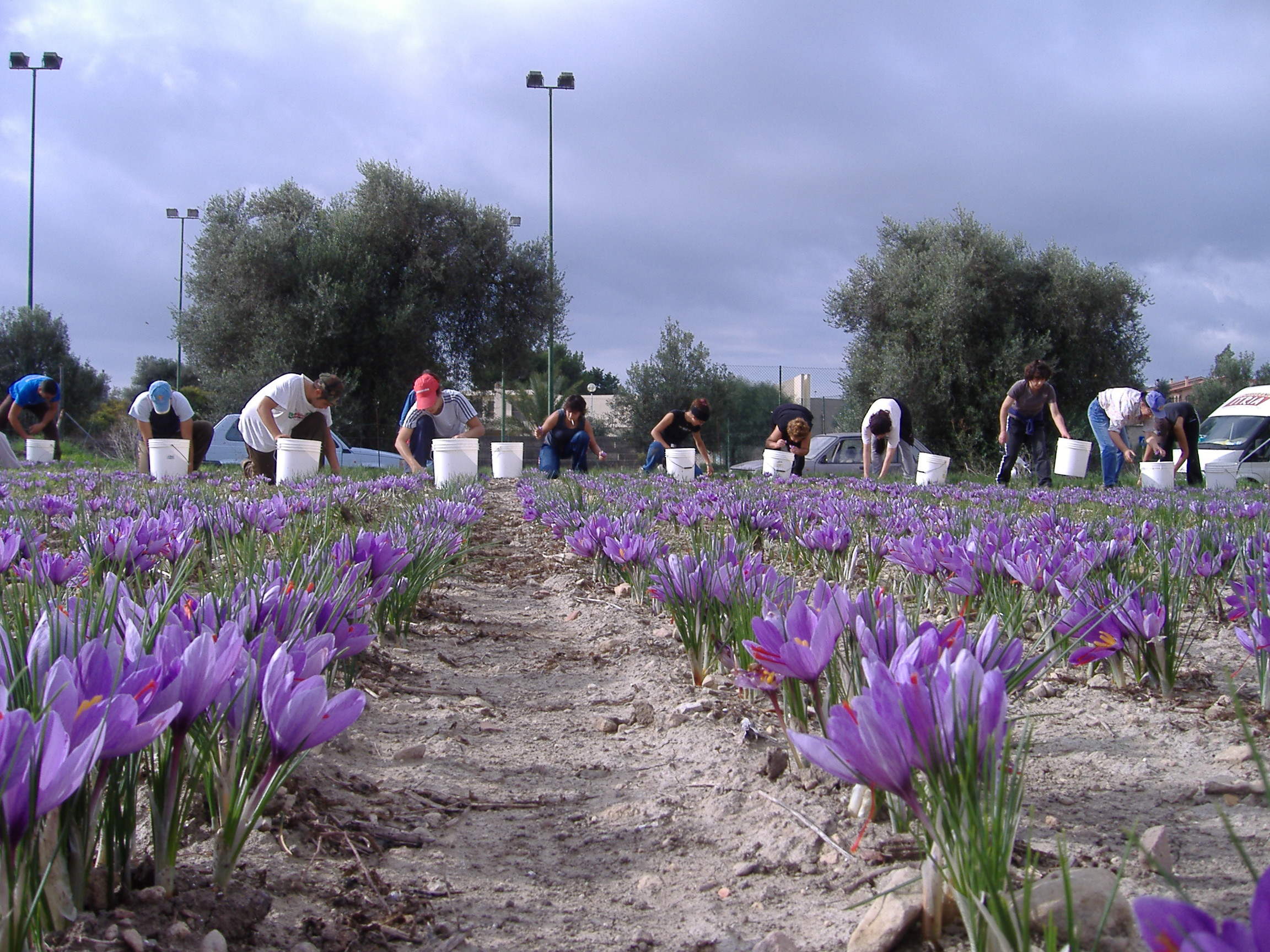 zafferano coltivazione zafferano coltivazione