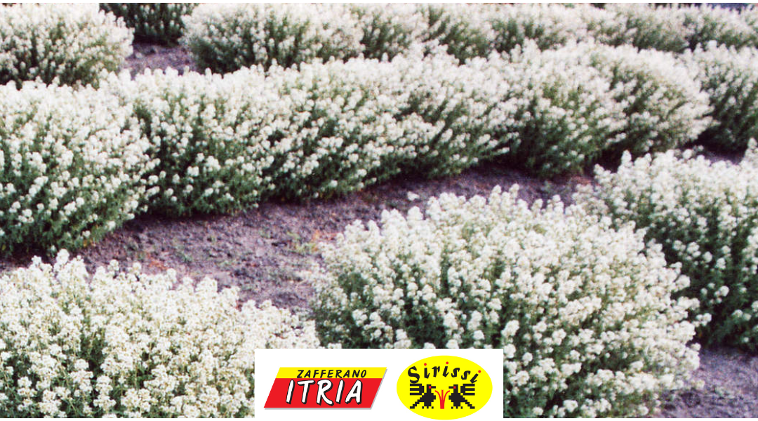 Spezie di Sardegna: una biodiversità speciale