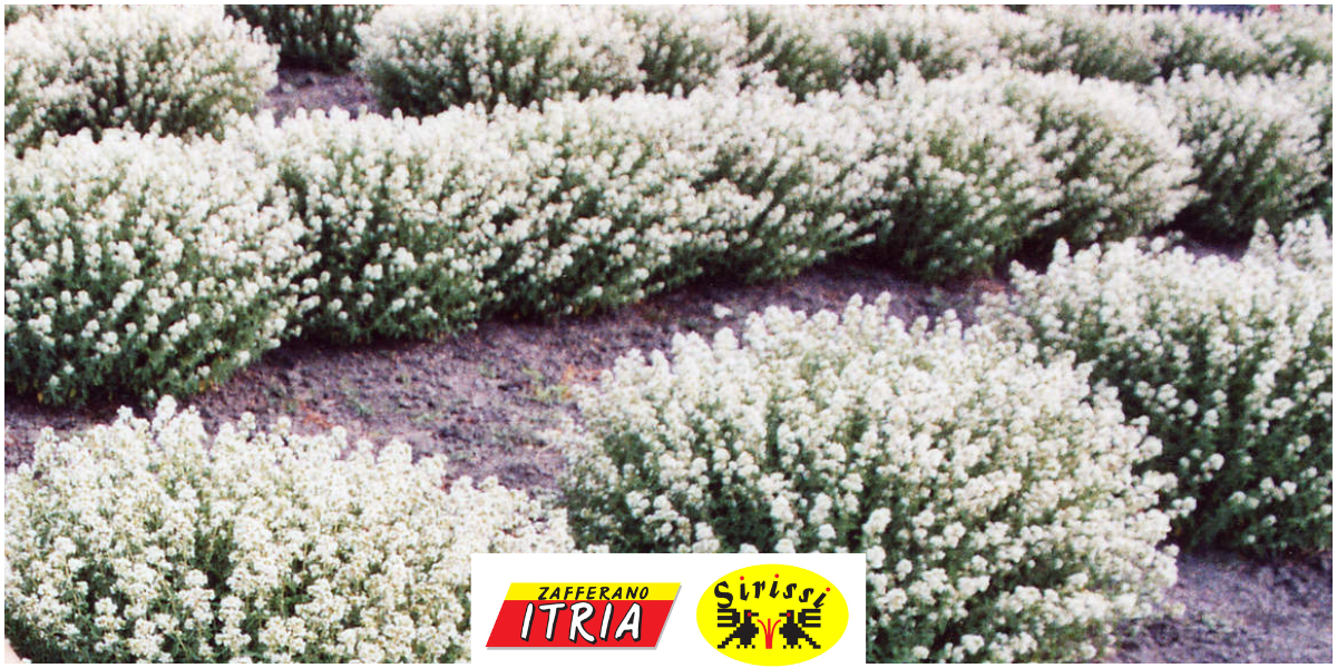 20250730 Spezie di Sardegna